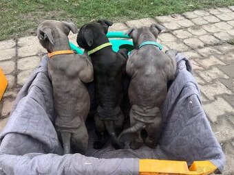 American bully pocket