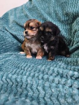 Ruská barevná boloňka