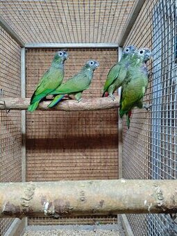 Amazonek šupinkový