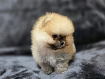 Pomeranian Mini
