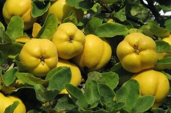 PINK LADY -- Texas Scarlet - Kdoulovec