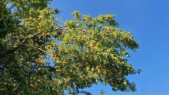 Domácí pálenka z mirabelek - 52%