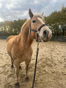 Sháním drezurní sedlo