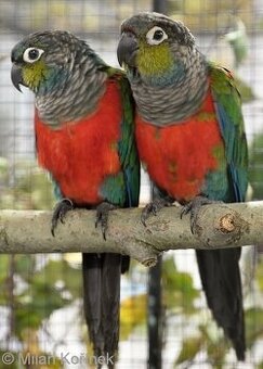 Pyrura červenobřichý koupím pár