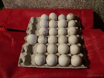 Násadová vajíčka Kachna pekingská