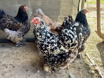 Brahmánka velka mottled, losos, gold mix