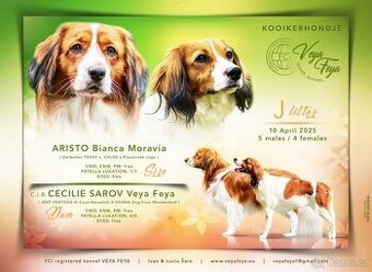 Šteňátka Kooikerhondje – Holandský vábič kačiek