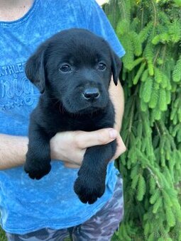 Labradorský retriever s PP - černá fenka