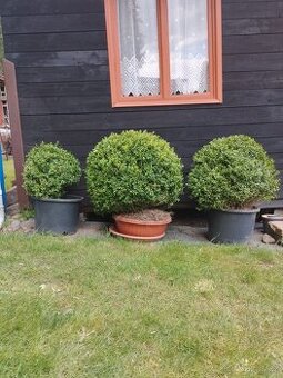 Buxus