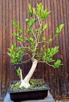 Bonsai, Bonsaj - Evonymus 3