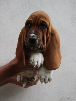 Basset hound-baset