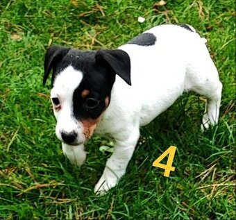 Jack Russel terier, kouzelné trikolor fenečky