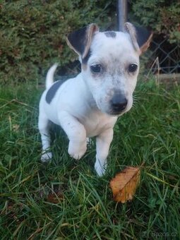 Štěňátko Jack Russell