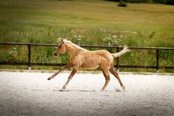 Palomino klisna American Quarter Horse, LTE rodiče i sestra