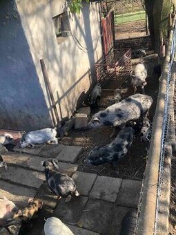 Výhodná bezkonkurenční cena 