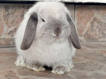 Volná samička - Anglický Zakrslý Beránek MiniLop🍑🧡