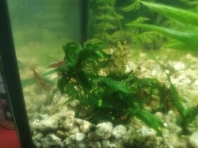 Krevetky Red Cherry 10+1 ZDARMA