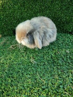 Zakrslý králíček beránek