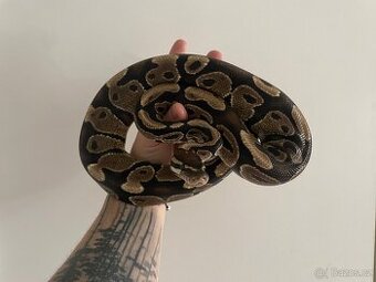 Trio krajt královských