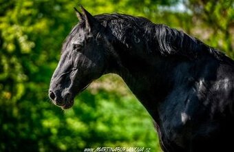 Černý LUSITANO - připouštění