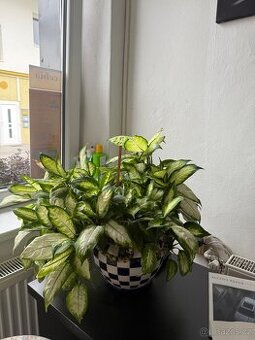 Dieffenbachia