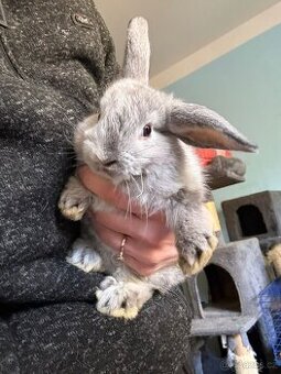 Zakrslý králíček