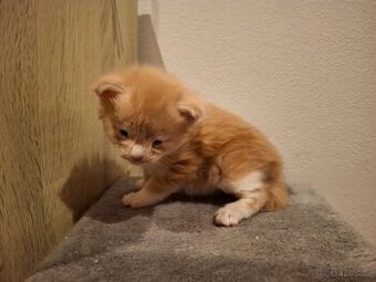 Mainská mývalí kočka - kocour ZDARMA