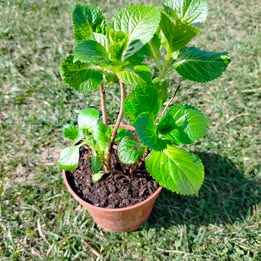 Prodám Hortenzii Velkolistou (Hydrangea Macrophylla) růžová