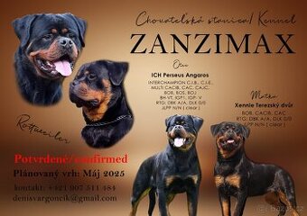 Rotvajler, Rottweiler s PP