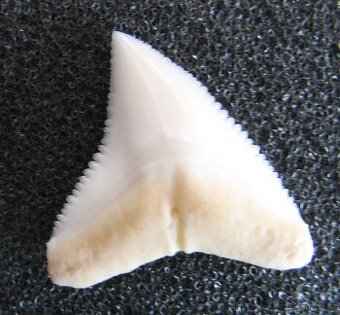 Zub - Žralok bělavý