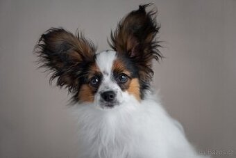 Papillon psík s rodokmeňom
