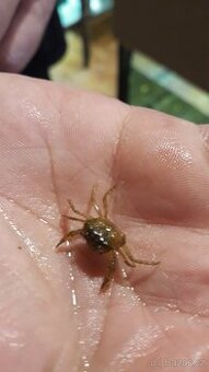 Krab Mekong