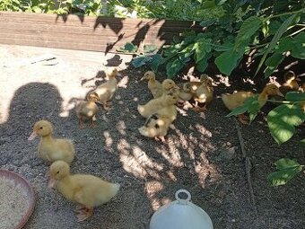 Káčata mix ze dvorku (pekingská x saská)