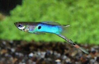 Endlerky / poecilia wingei