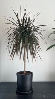 Dracena cca 70 cm
