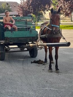 Predam sportovy welsh pony