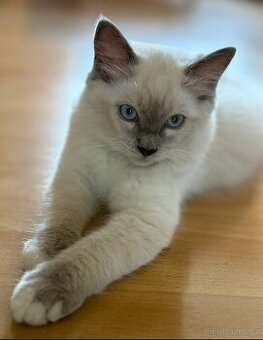 Ragdoll nádherné koťátko bez PP