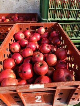 Jablka na uskladnění