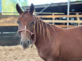 Přátelský dvouletý QH