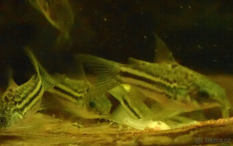 pancéřníček napský