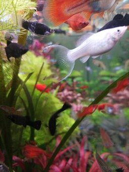 Mečovky, Molly, endler- Japan blue