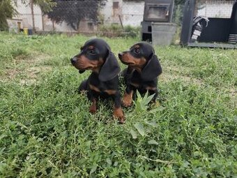 Jezevčík trpasličí