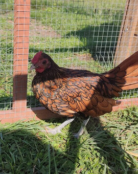 Sebritka kohoutek zlatý lemovaný