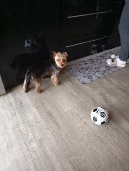 Jorkšírský teriér