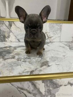 Francouzský buldoček bez pp