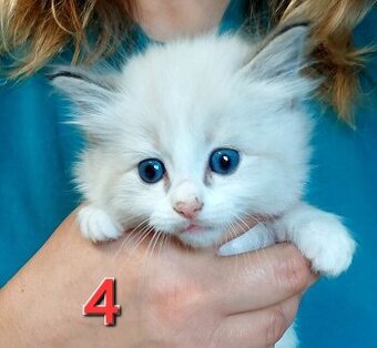 Koťátko Ragdoll - holčička  k REZERVACI