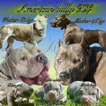 American bully XL