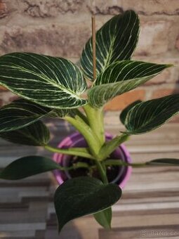 Philodendron Birkin