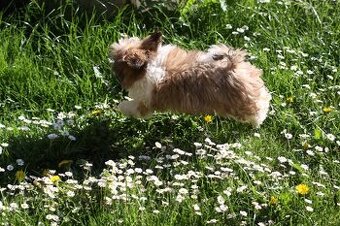Shih-tzu, Shih tzu, si cu bez pp