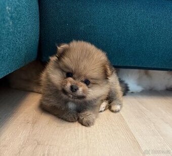 Pomeranian PP